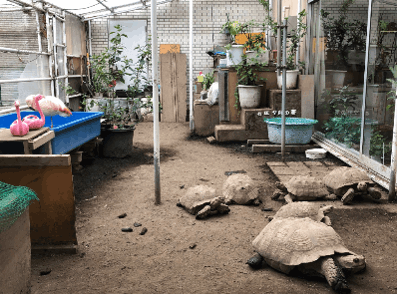 動物による癒しを提供中