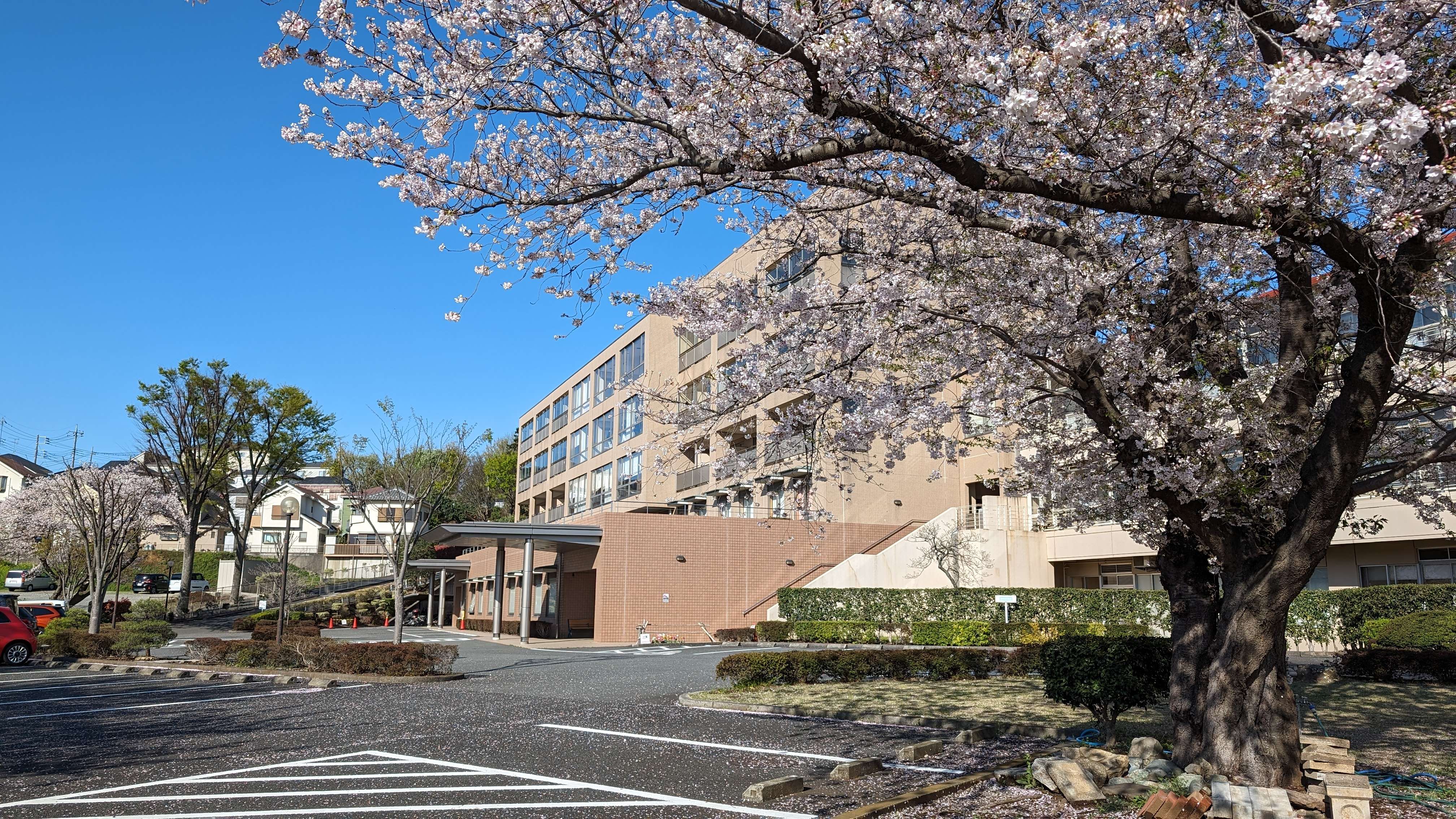 満開の桜が４月入職の皆様をお迎えします。