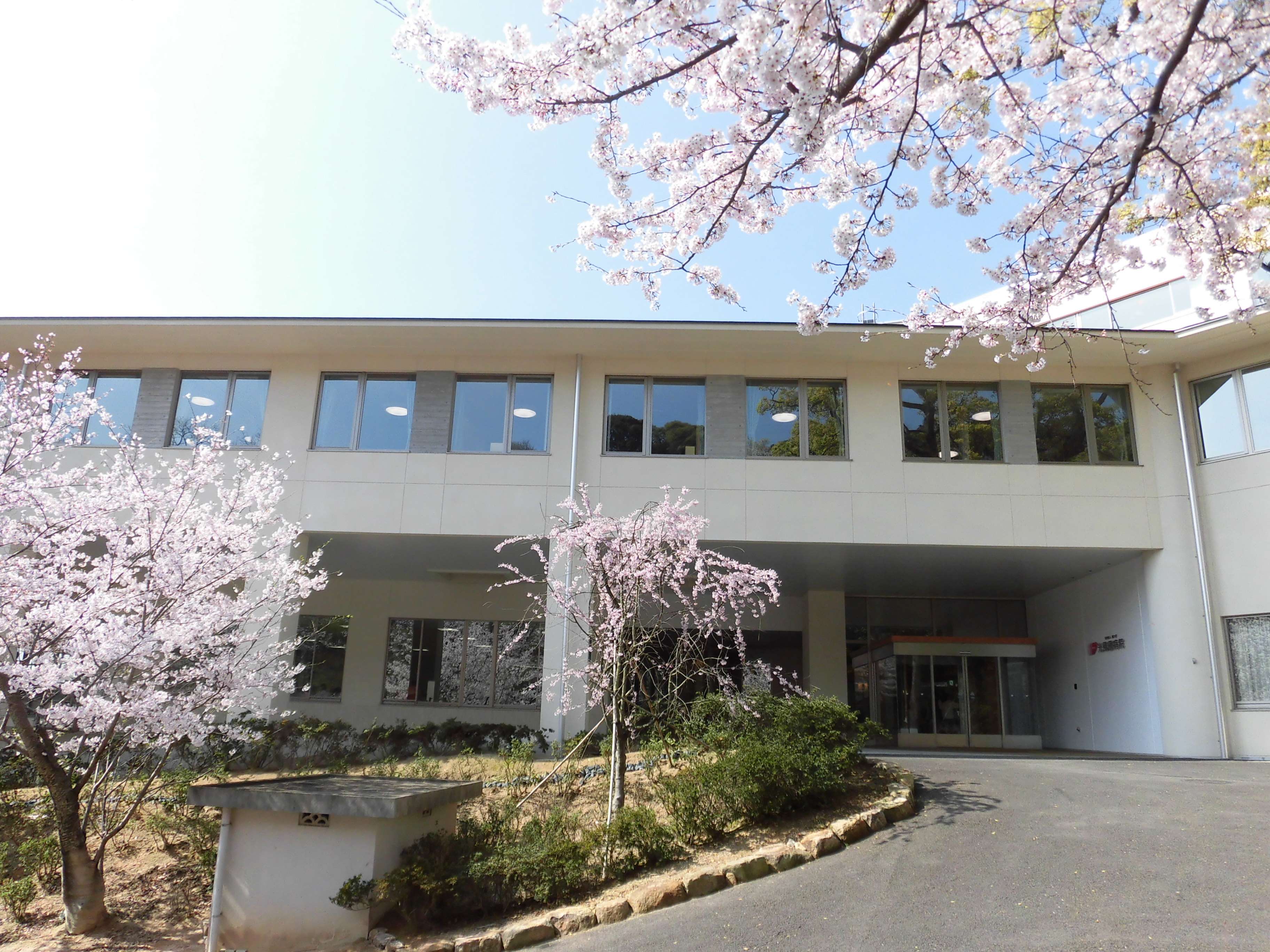 春には500本余りの桜が美しく咲き誇ります。