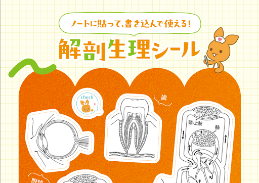 当日実施の規定条件をクリアしたら、ノートまとめが楽しくなる可愛い「臓器シール(青・オレンジ)をプレゼント!就職活動と学校の授業の両立に活かそう!
