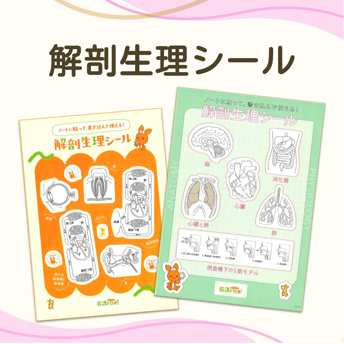 当日実施の規定条件をクリアしたら、ノートまとめが楽しくなる可愛い「臓器シール（青・オレンジ）をプレゼント！就職活動と学校の授業の両立に活かそう！