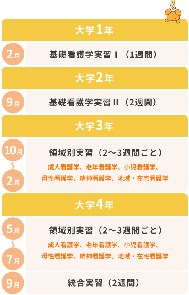 看護学生（大学生）のカリキュラム表。大学1年2月には「基礎看護学実習Ⅰ（1週間）」、大学2年9月には「基礎看護学実習Ⅱ（2週間）」、大学3年10月～2月・大学4年5月～7月には「領域別実習（2～3週間ごと）」がある。領域別実習は成人看護学、老年看護学、小児看護学、母性看護学、精神看護学、地域・在宅看護学。大学4年9月には「統合実習（2週間）」がある。